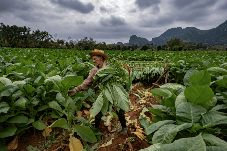 tobacco road farm Tobacco Road: Valle de Viñales and Havana