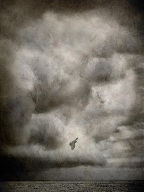 © Shelley Vandegrift