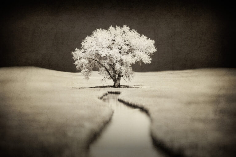 © Shelley Vandegrift