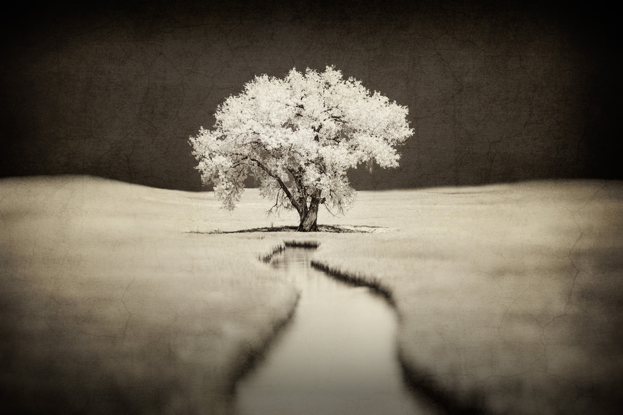 © Shelley Vandegrift