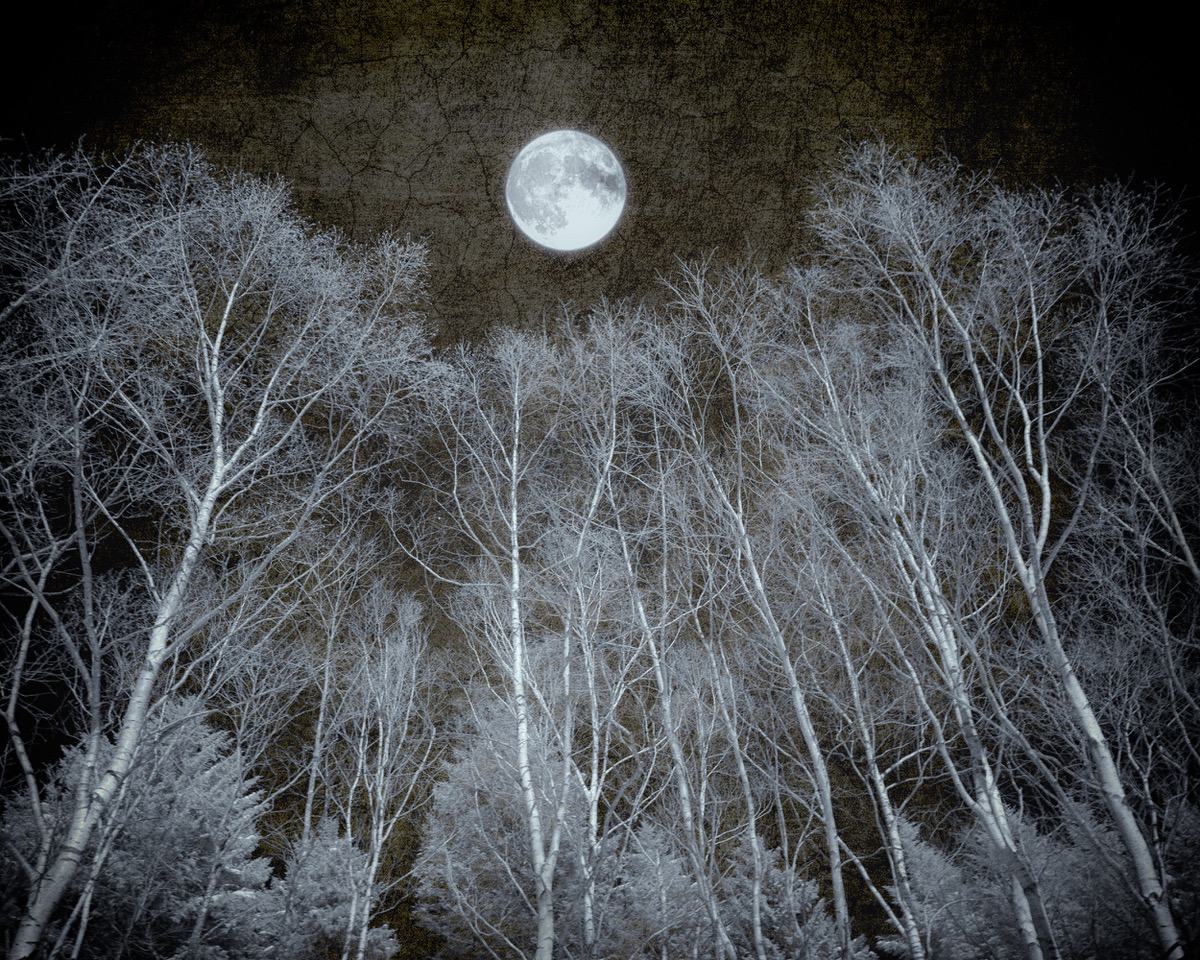 © Shelley Vandegrift