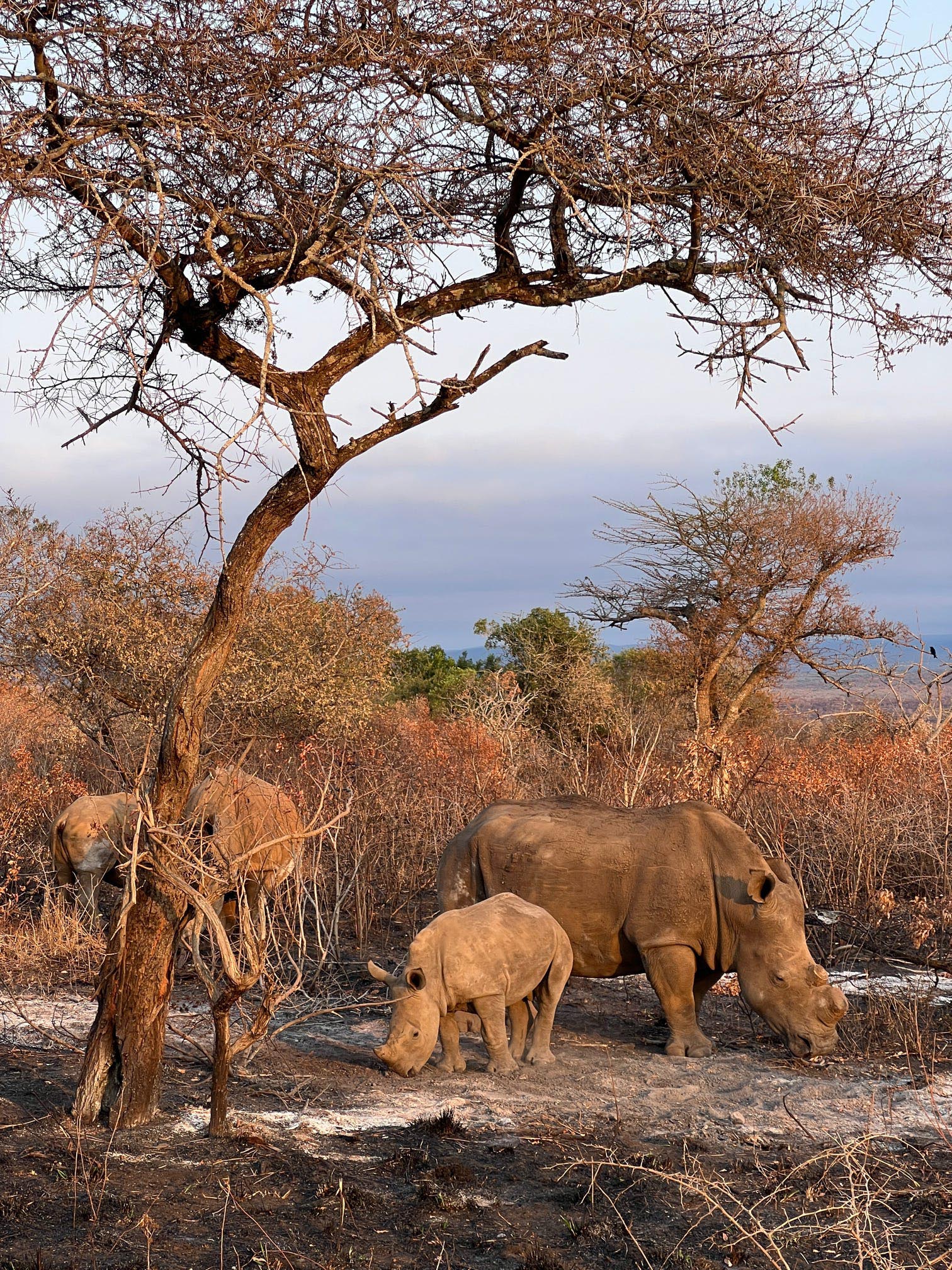 South-Africa-Rhino-003