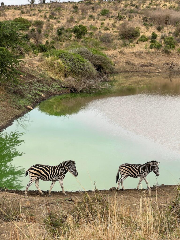 South-Africa-Zebras-004