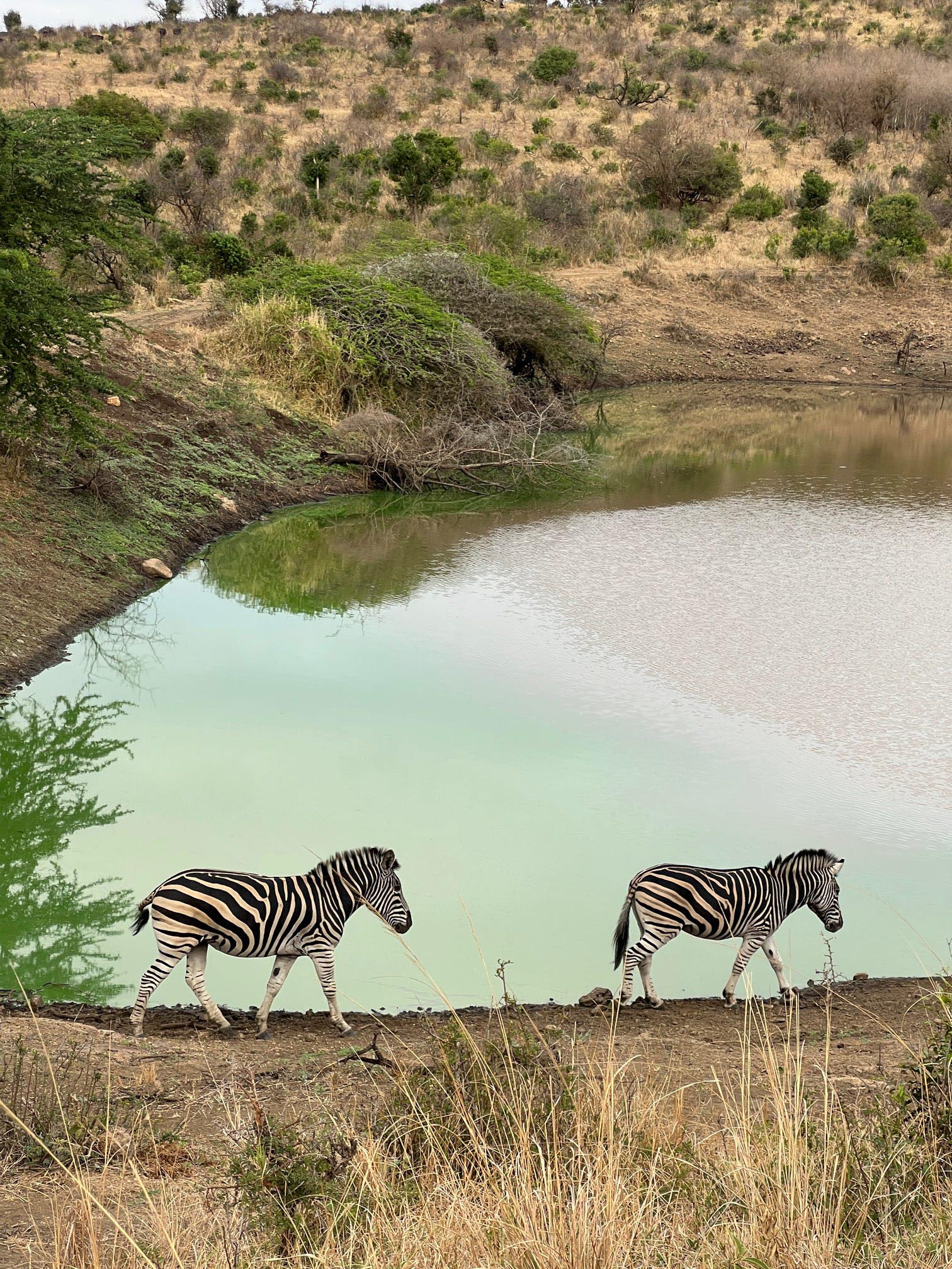 South-Africa-Zebras-004