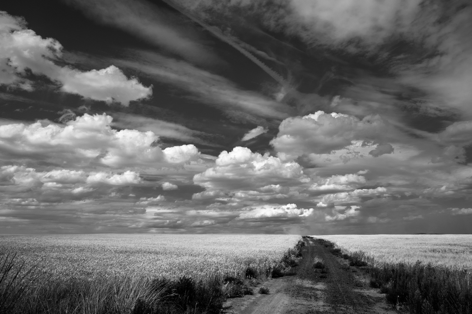 © Carlan Tapp