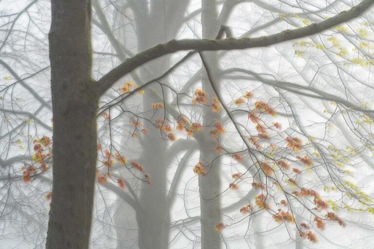 © André Gallant
