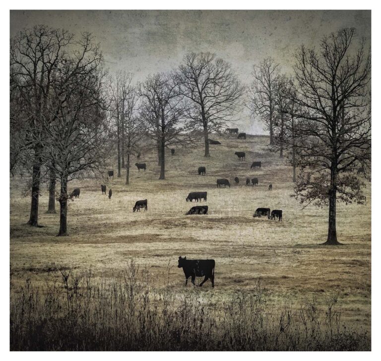 © Dan Burkholder