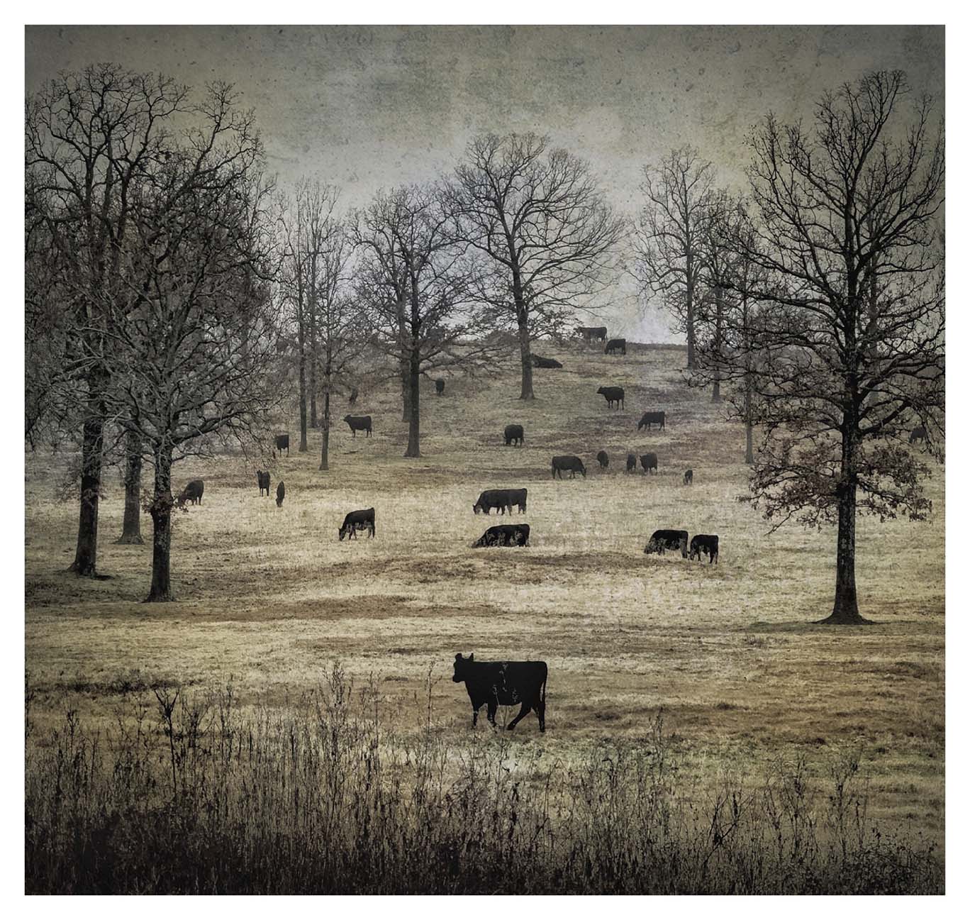 © Dan Burkholder