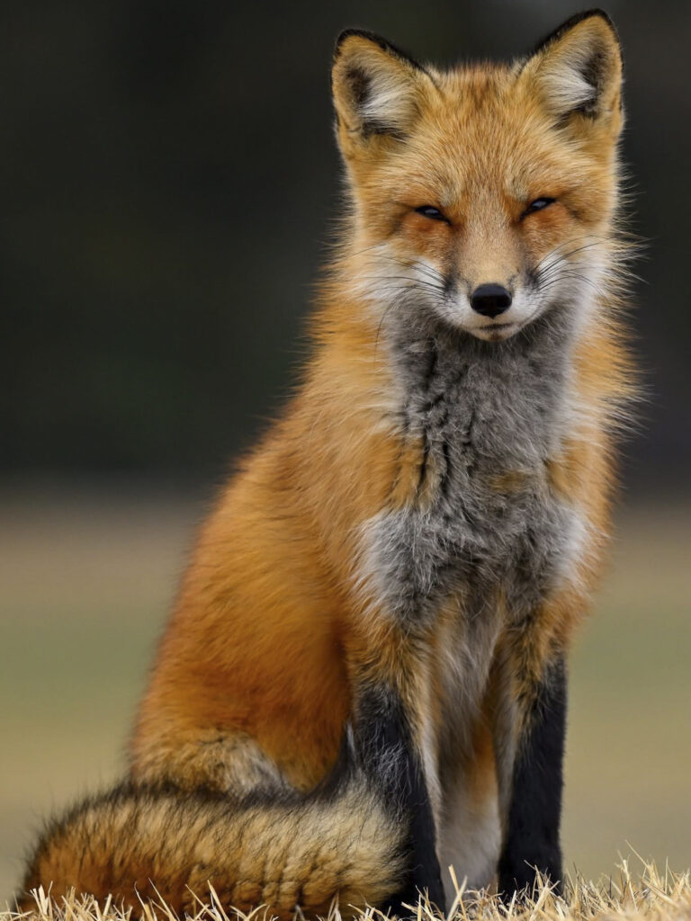 © Lindsay Silverman