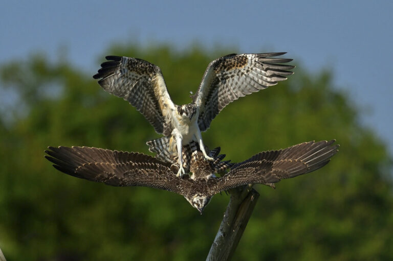 © Lindsay Silverman