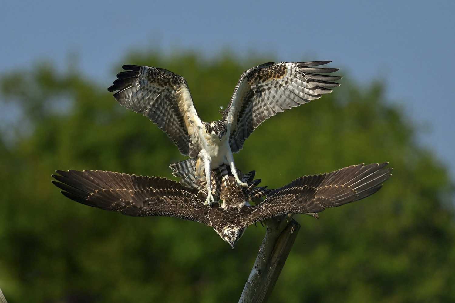 © Lindsay Silverman