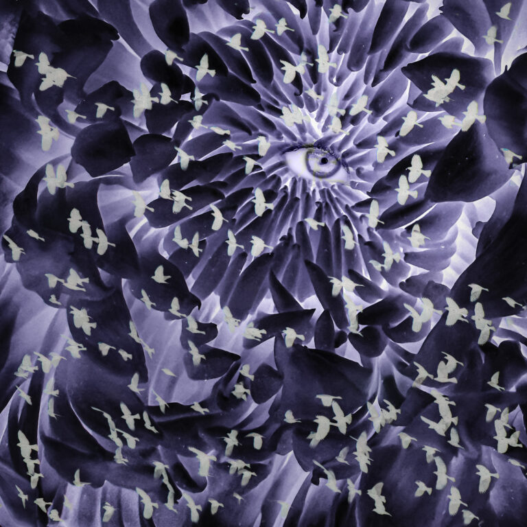 © Shelley Vandegrift