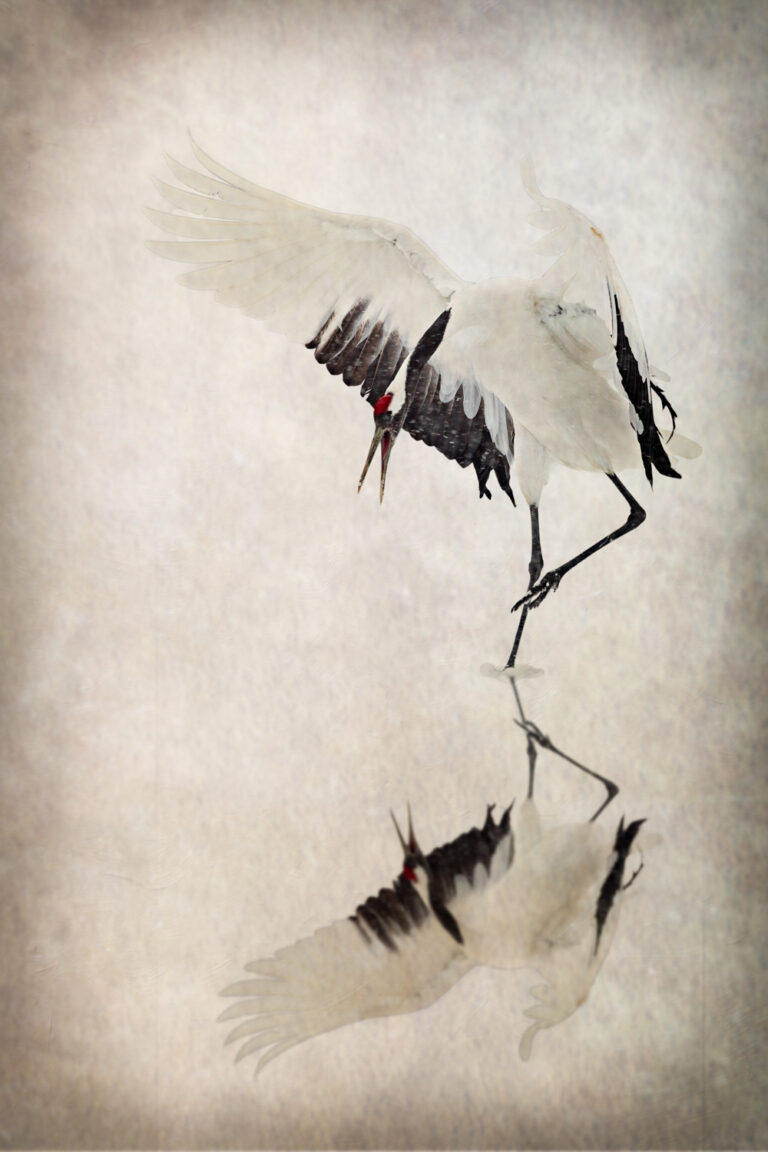 © Shelley Vandegrift