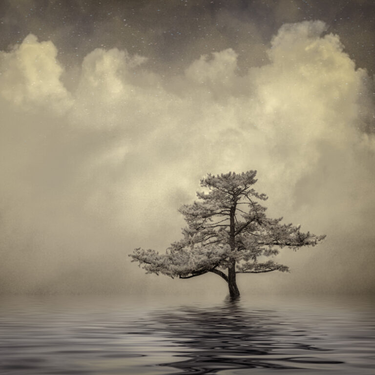 © Shelley Vandegrift