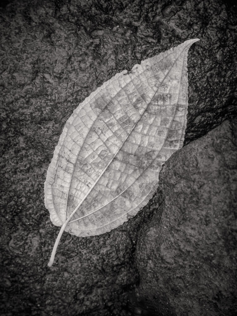 © Shelley Vandegrift