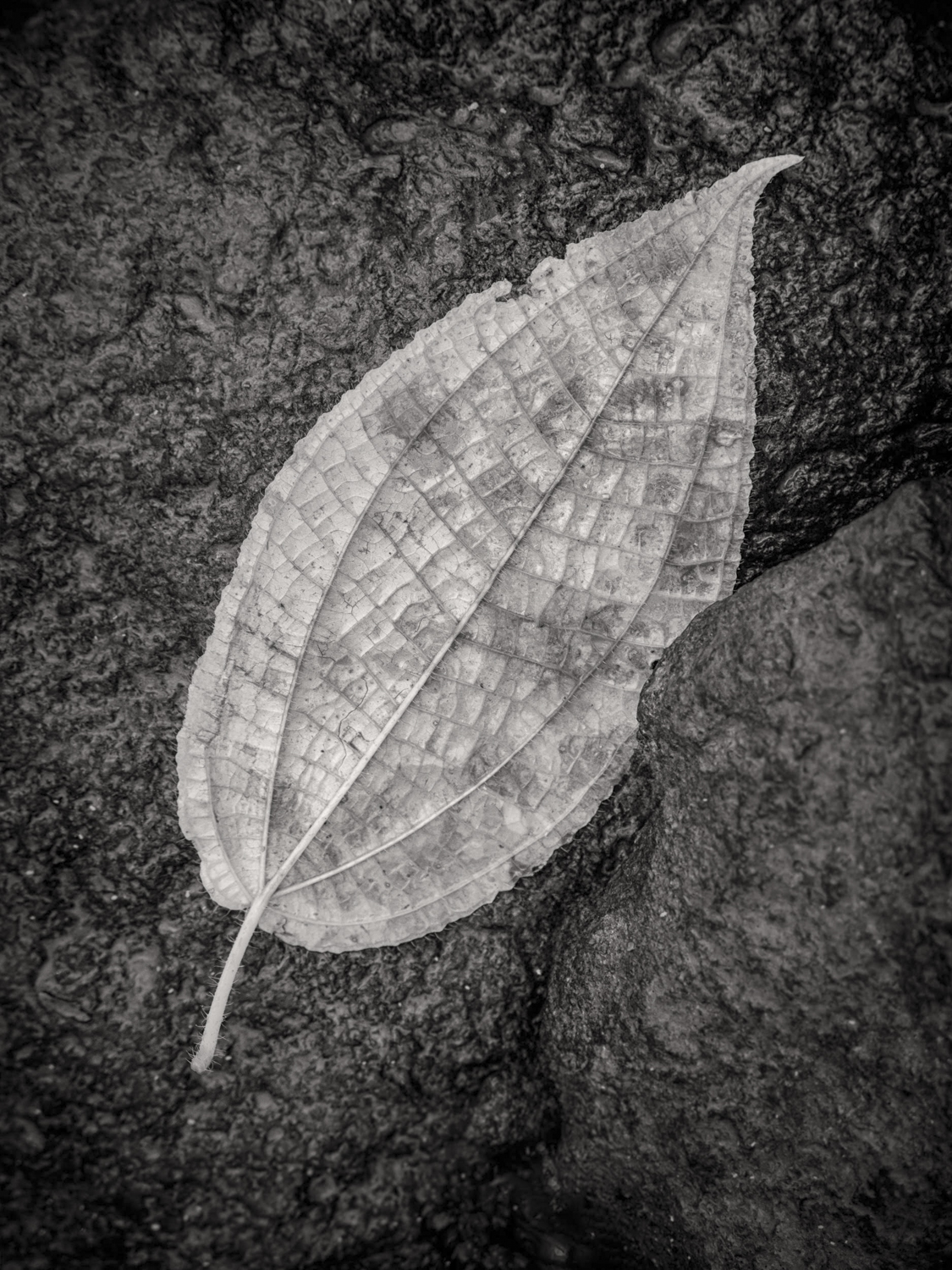 © Shelley Vandegrift