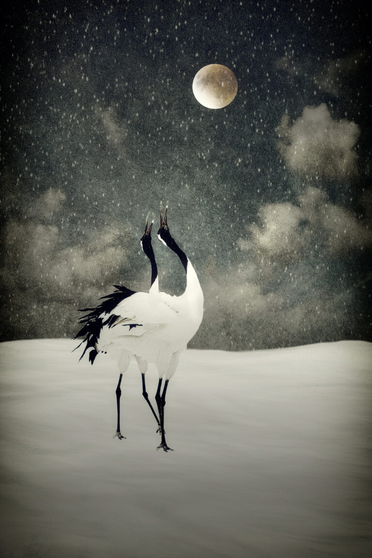 © Shelley Vandegrift