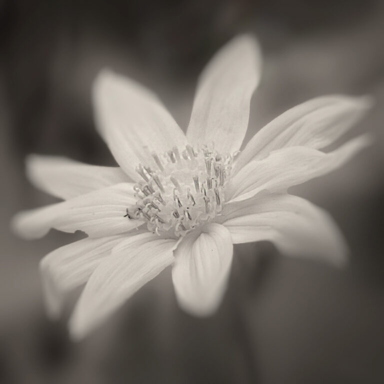 © Shelley Vandegrift