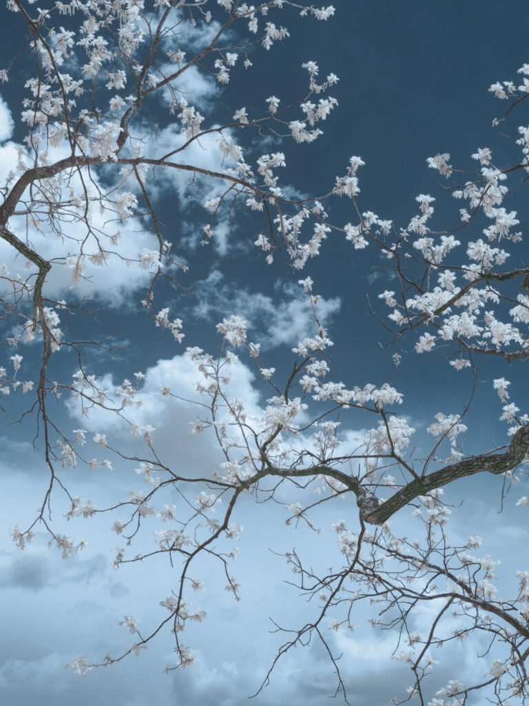 © Shelley Vandegrift