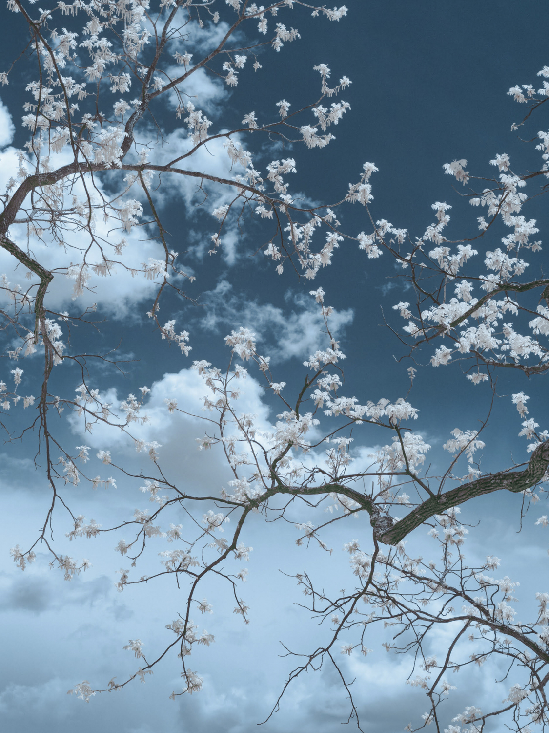 © Shelley Vandegrift