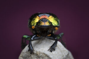 Macro and Telephoto Photography: Birds, Bugs, and Plants Close to Home