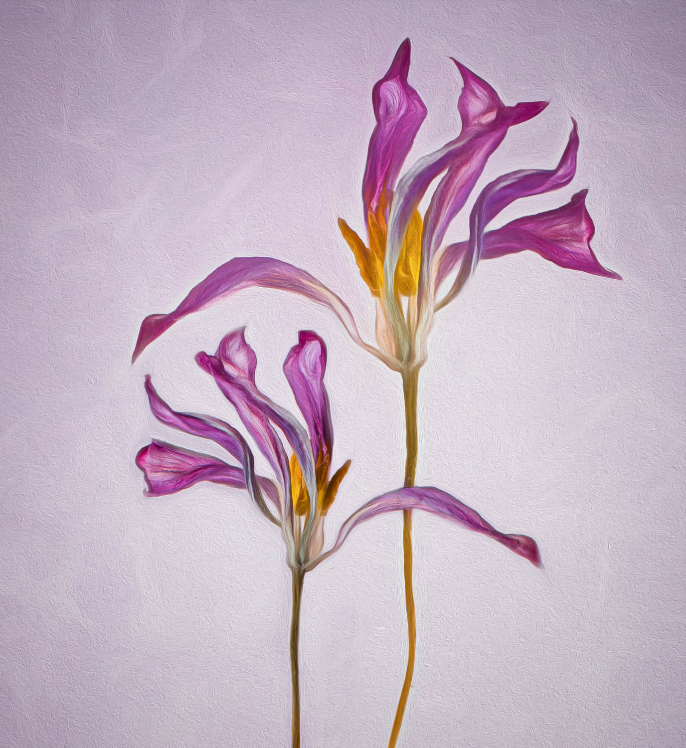 © Leanne Trivett S.