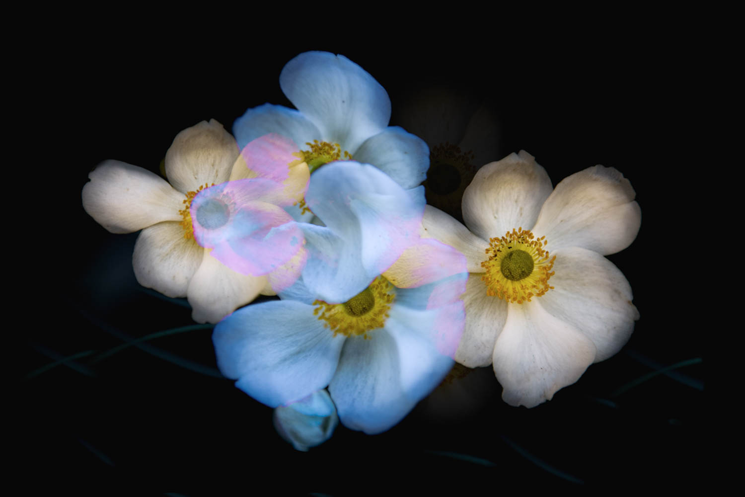 © Leanne Trivett S.