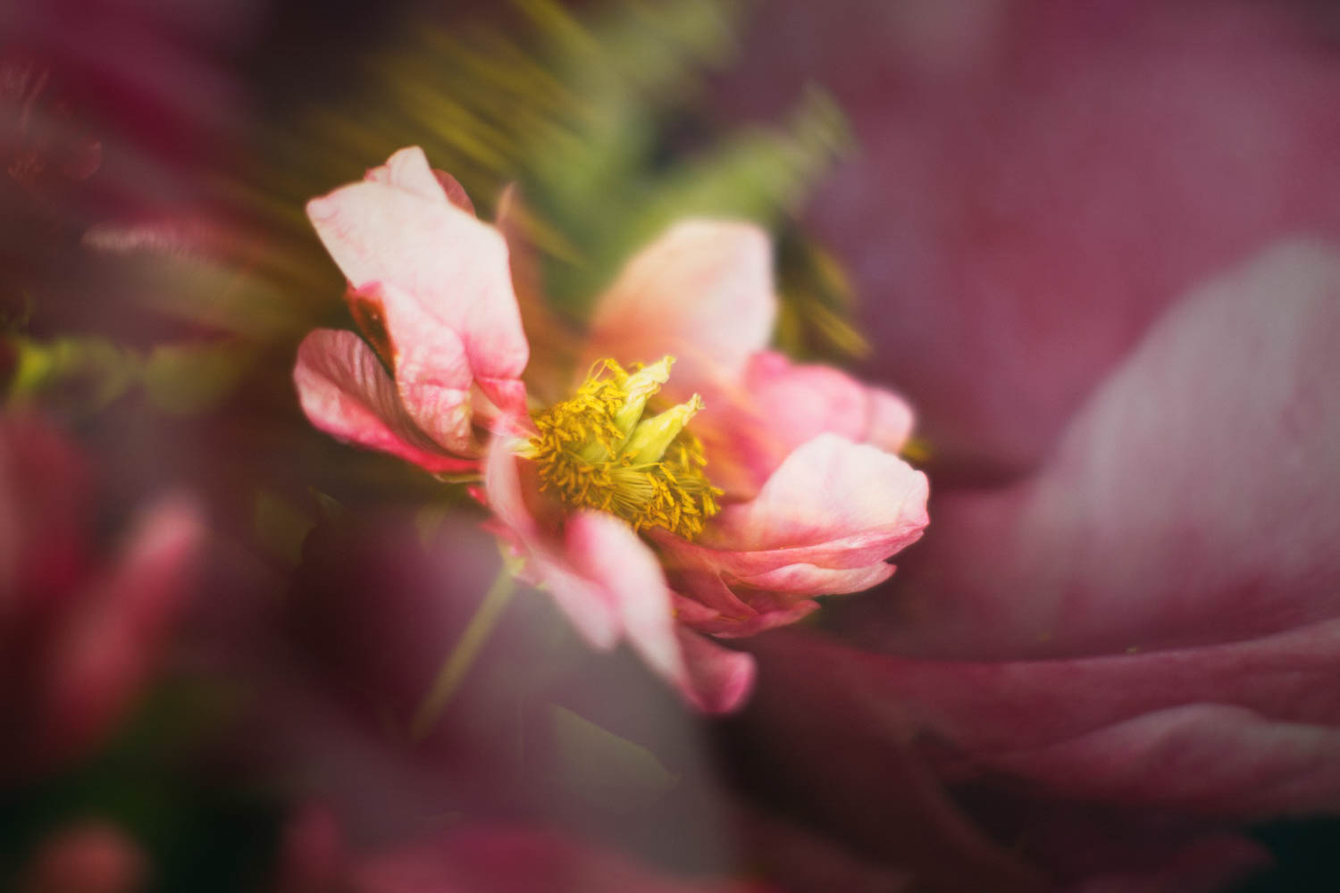 ©  Leanne Trivett S.