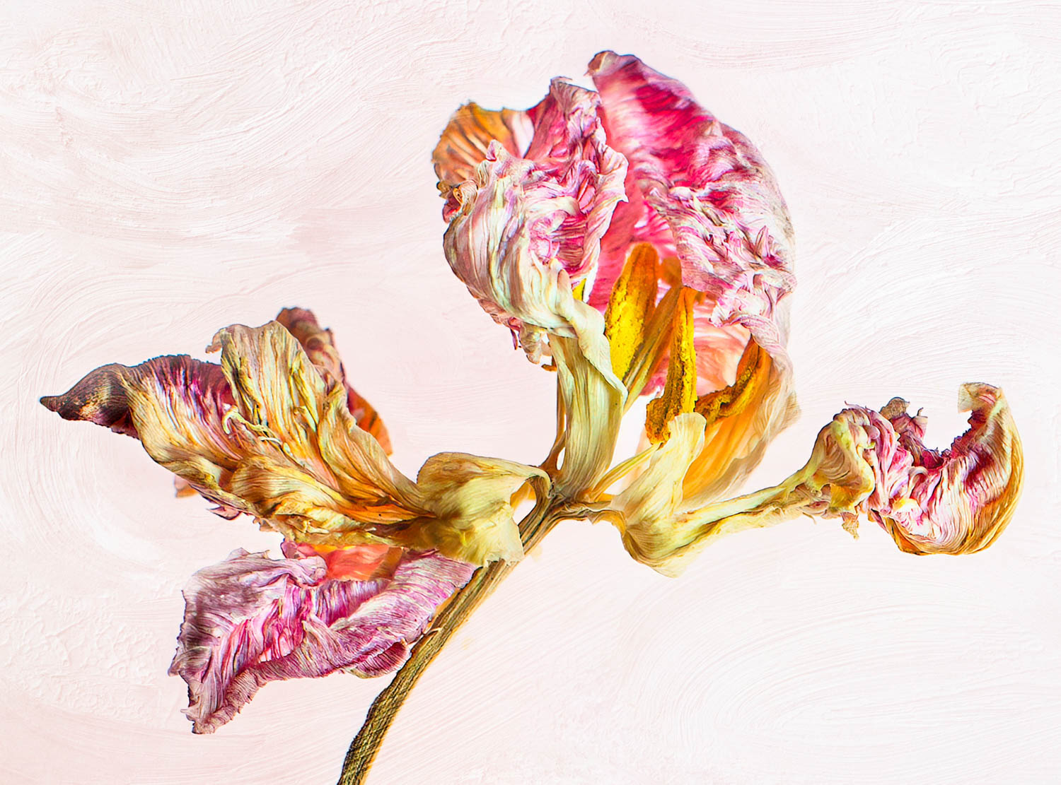 ©  Leanne Trivett S.