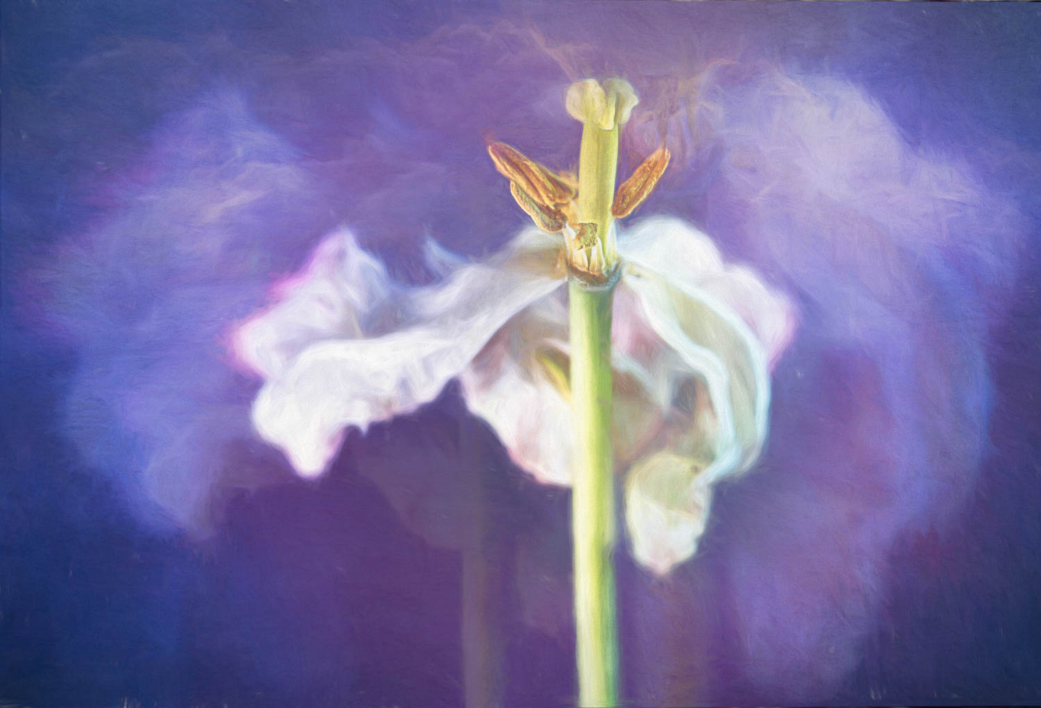 ©  Leanne Trivett S.