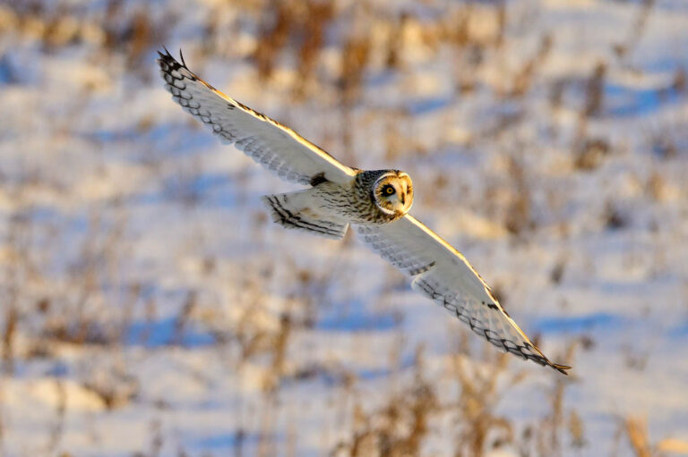 © Lindsay Silverman