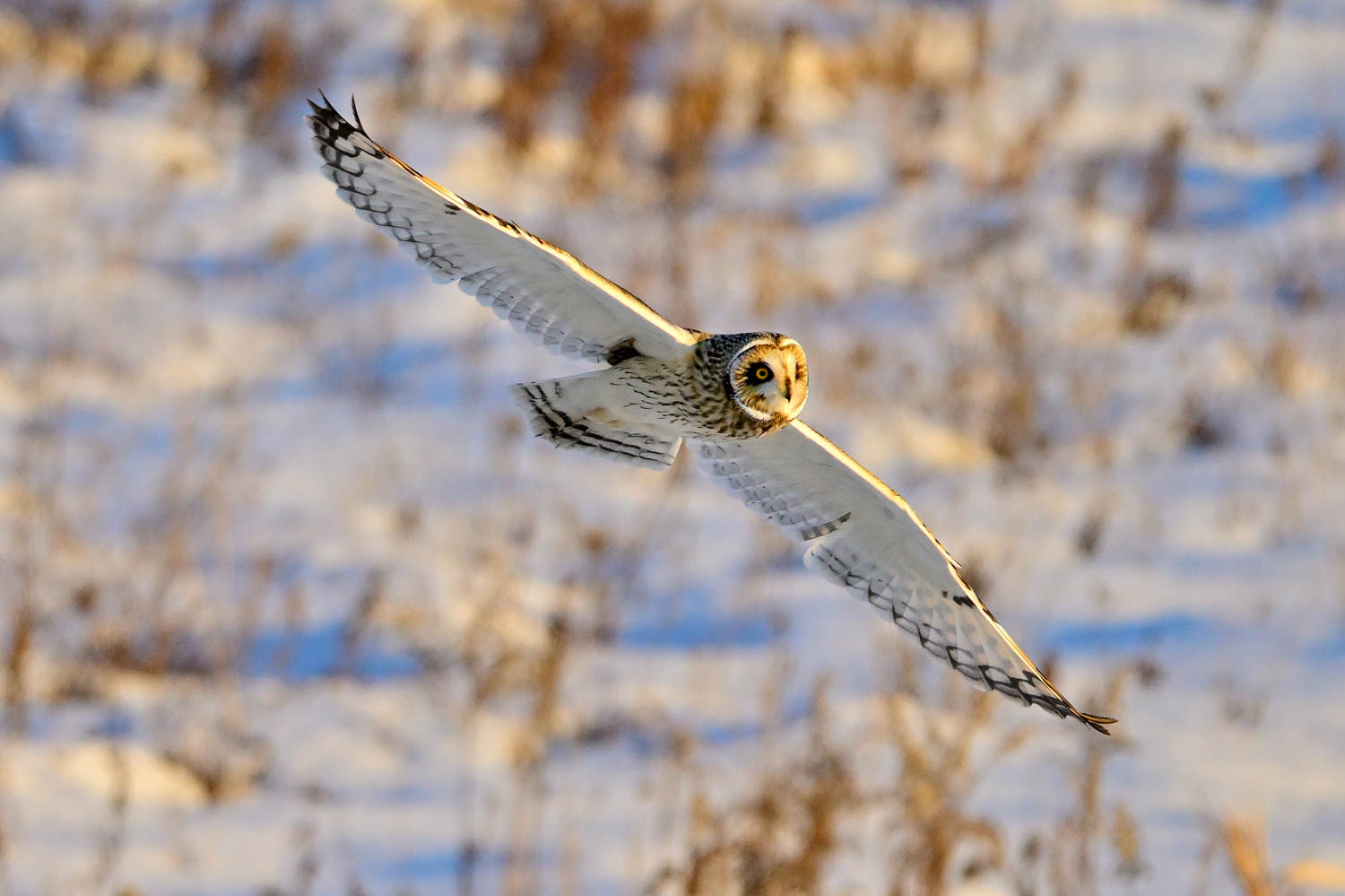 © Lindsay Silverman