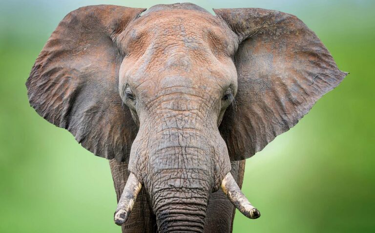 Hluhluwe iMfolozi Park