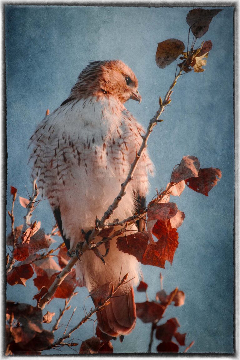 © Shelley Vandegrift