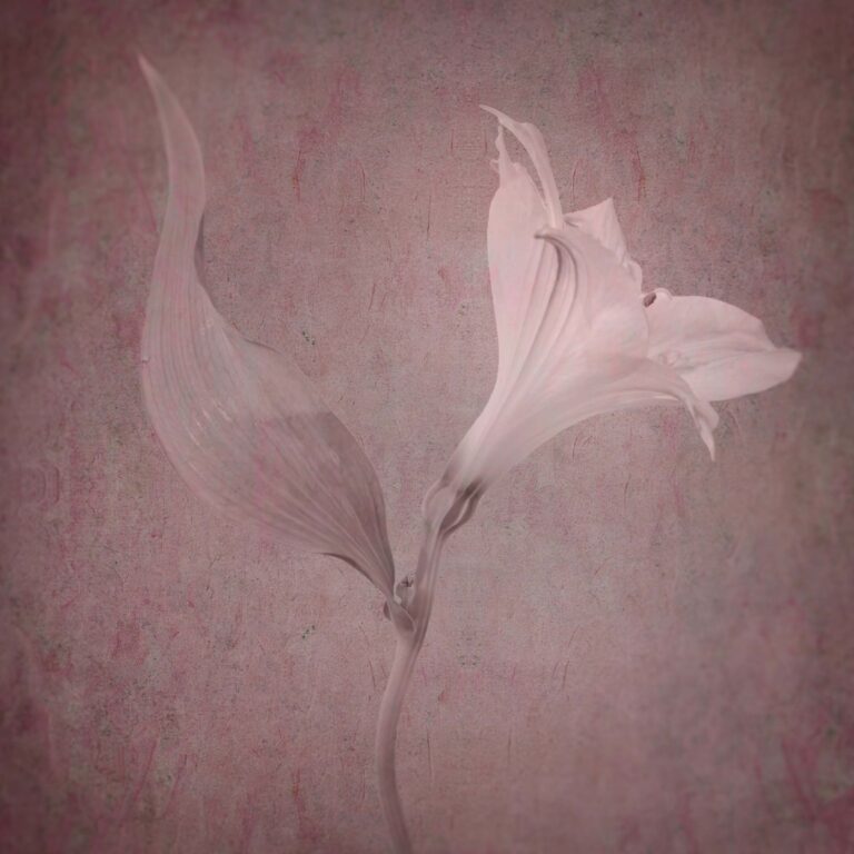 © Shelley Vandegrift