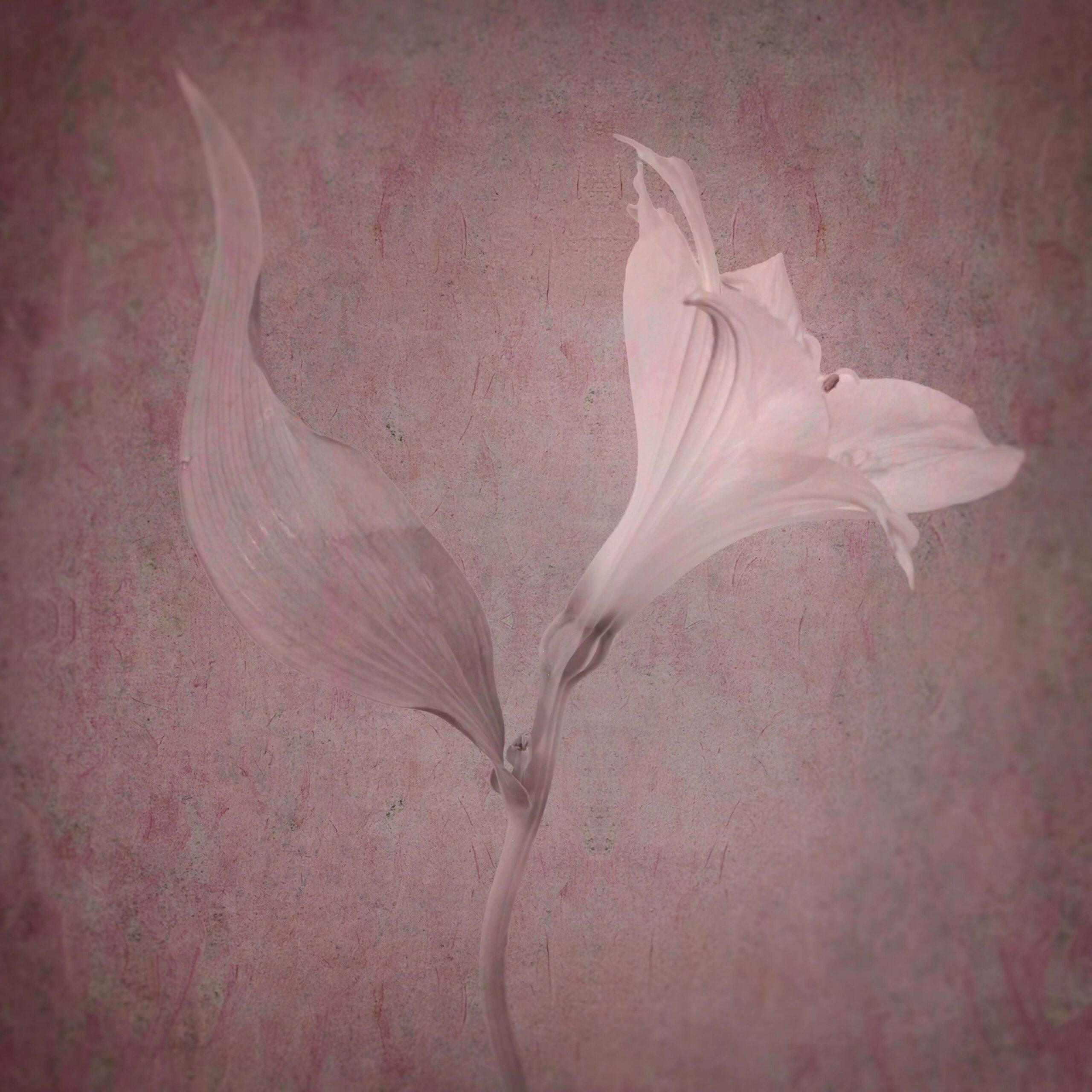 © Shelley Vandegrift