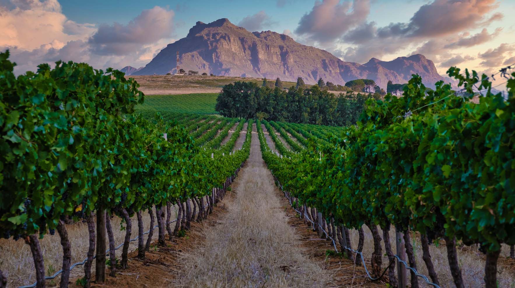 Stellenbosch