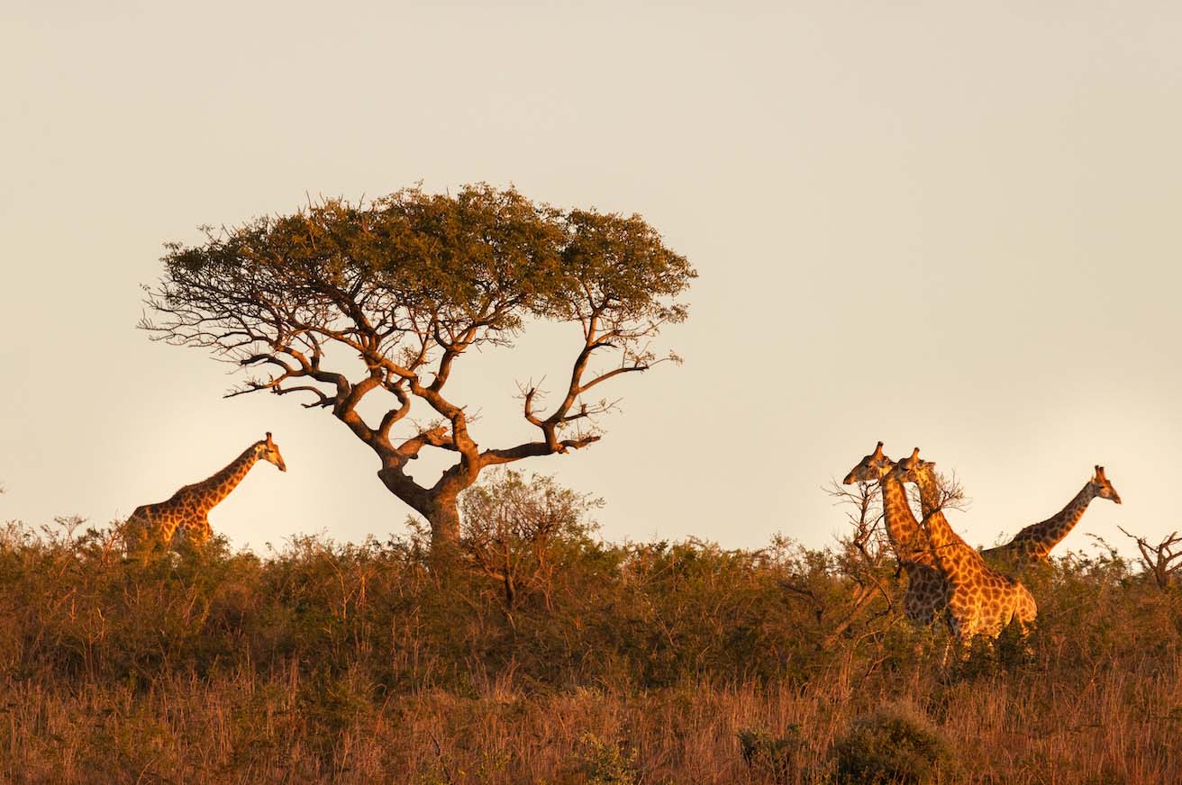 Hluhluwe iMfolozi Park