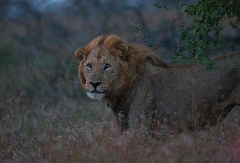 Hluhluwe iMfolozi Park