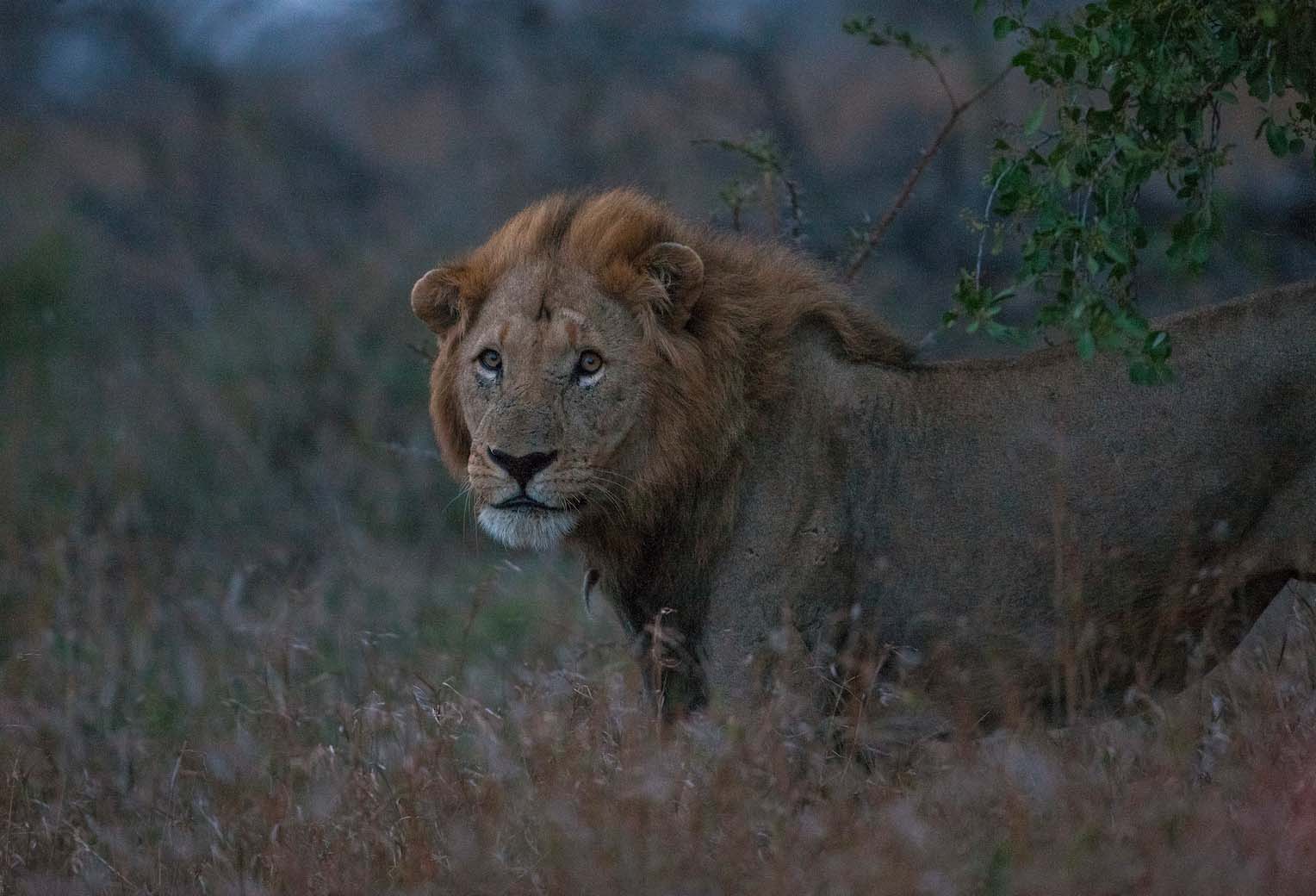 Hluhluwe iMfolozi Park