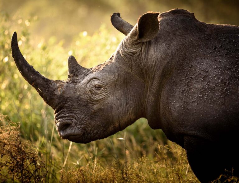 Hluhluwe iMfolozi Park