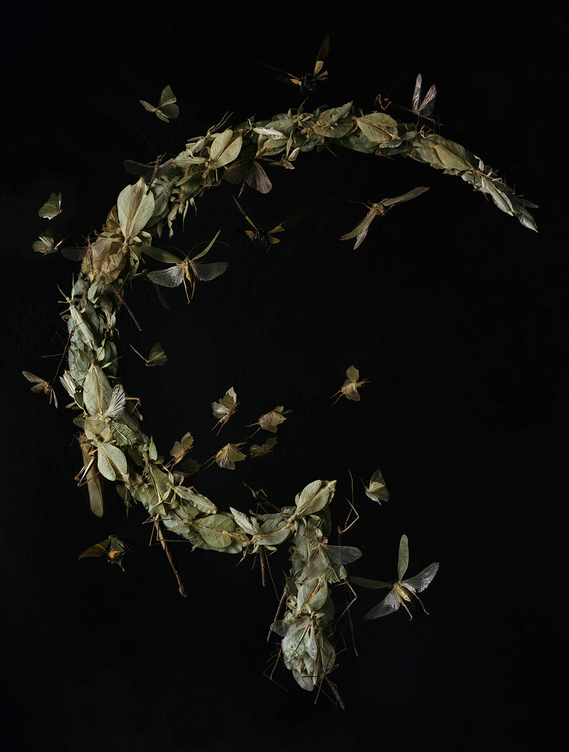 © Tara Sellios