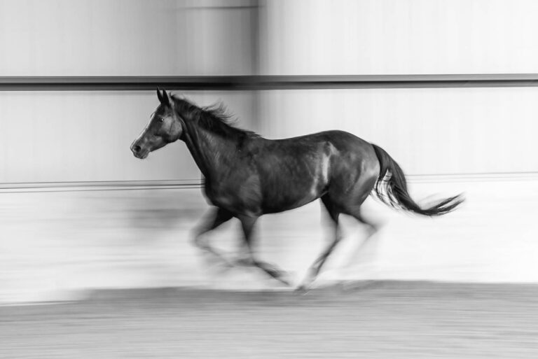 © Will Van Beckum