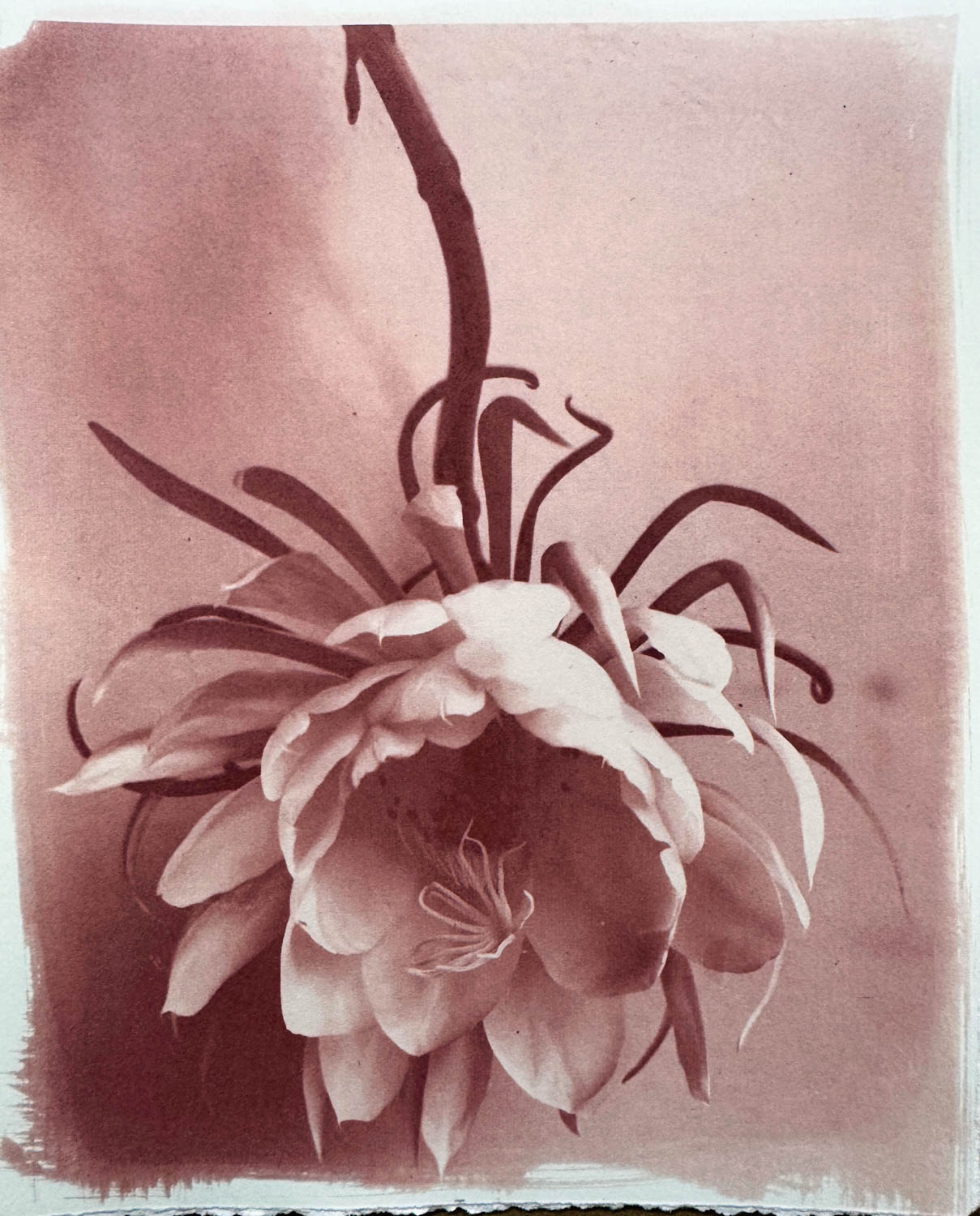 © Anne Eder