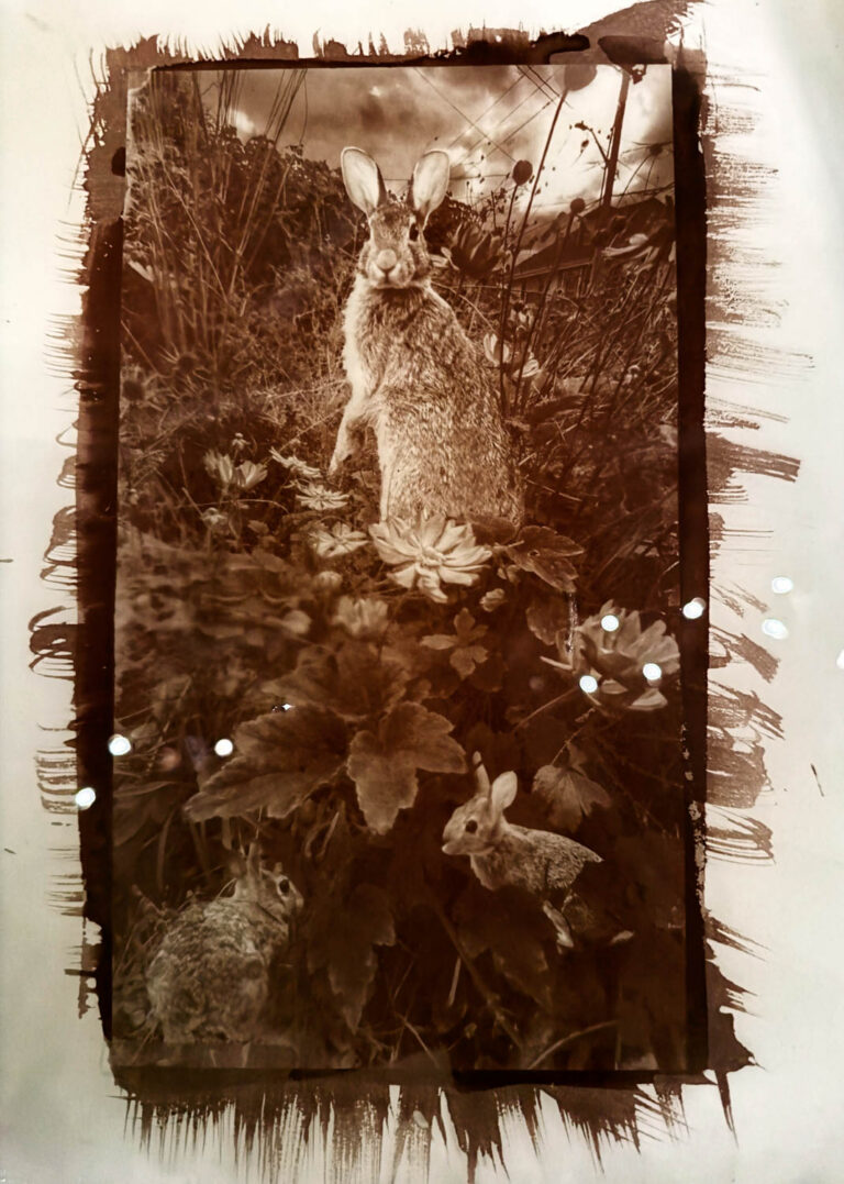 © Suanne Peterson