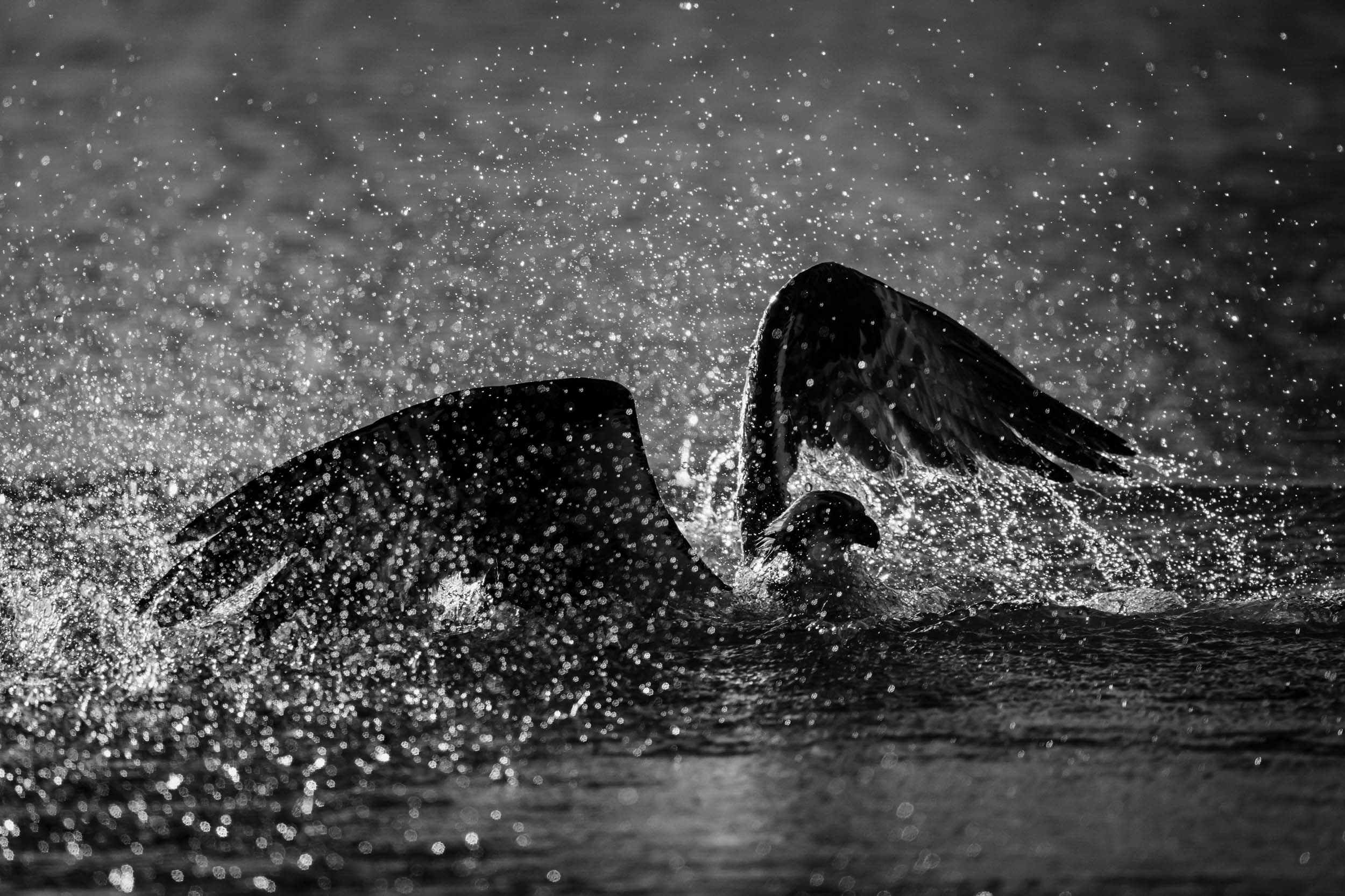© Kristi Odom
