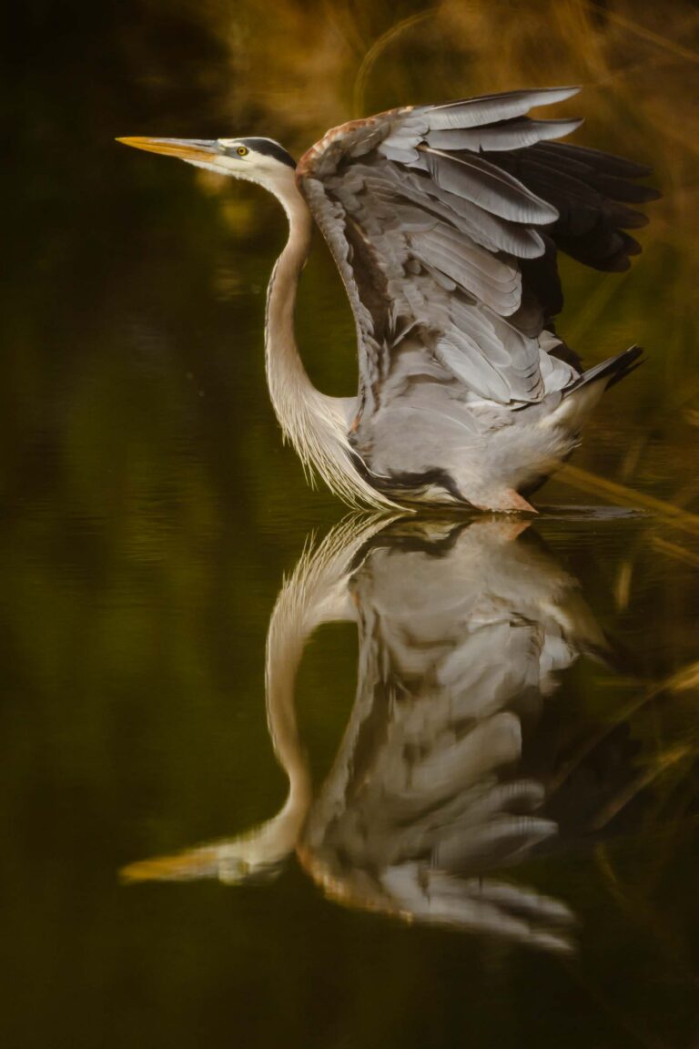 © Kristi Odom