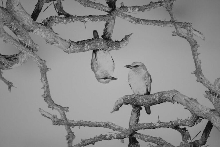 © Kristi Odom