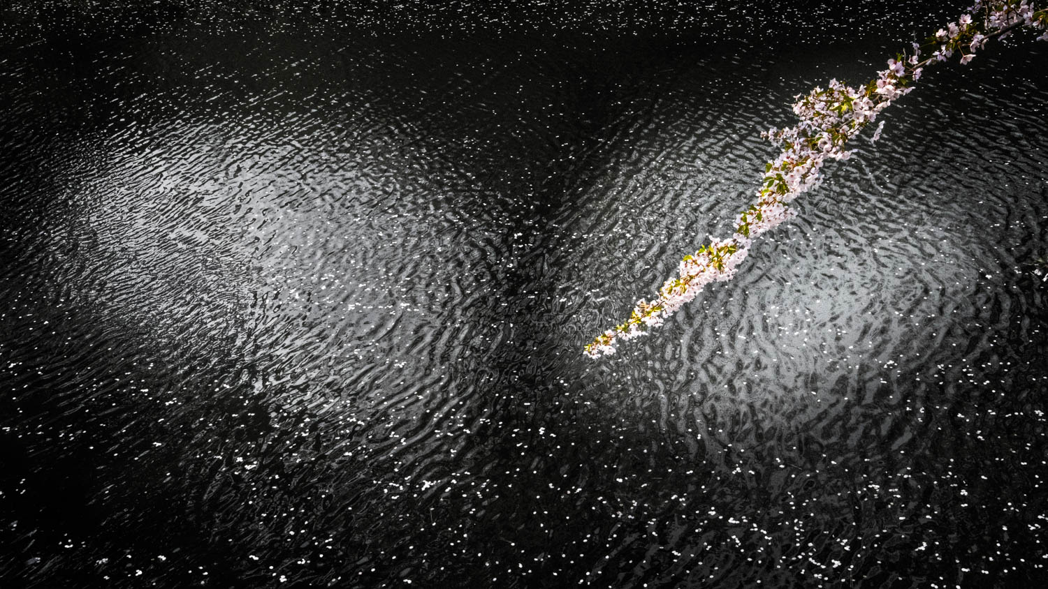 © Xuan-Hui Ng