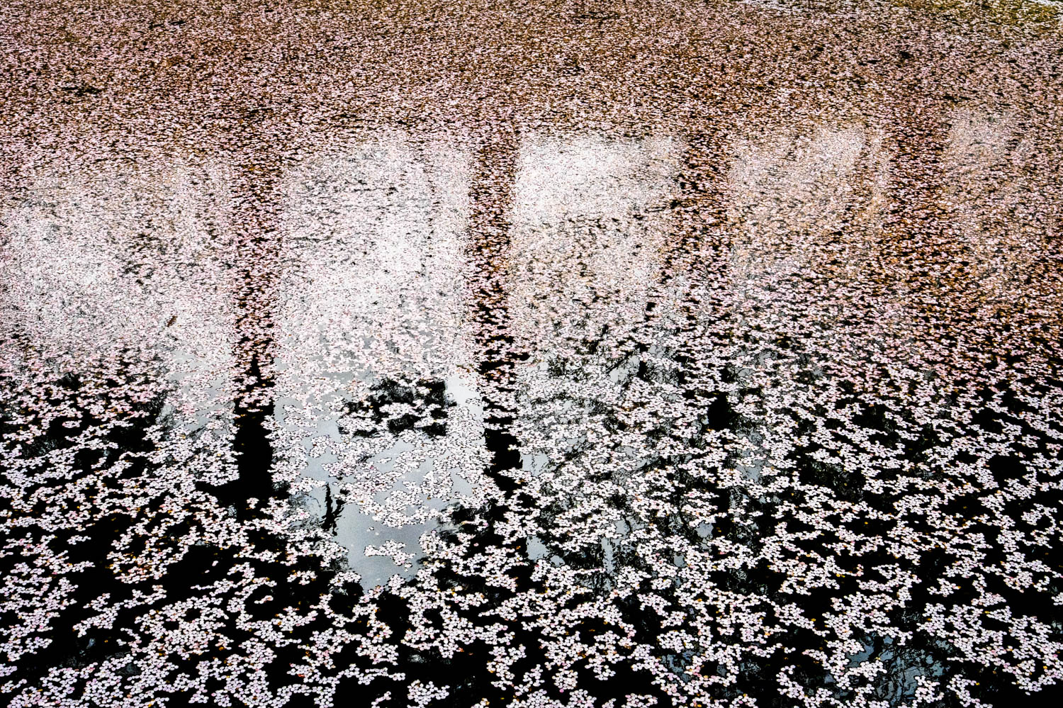 © Xuan-Hui Ng
